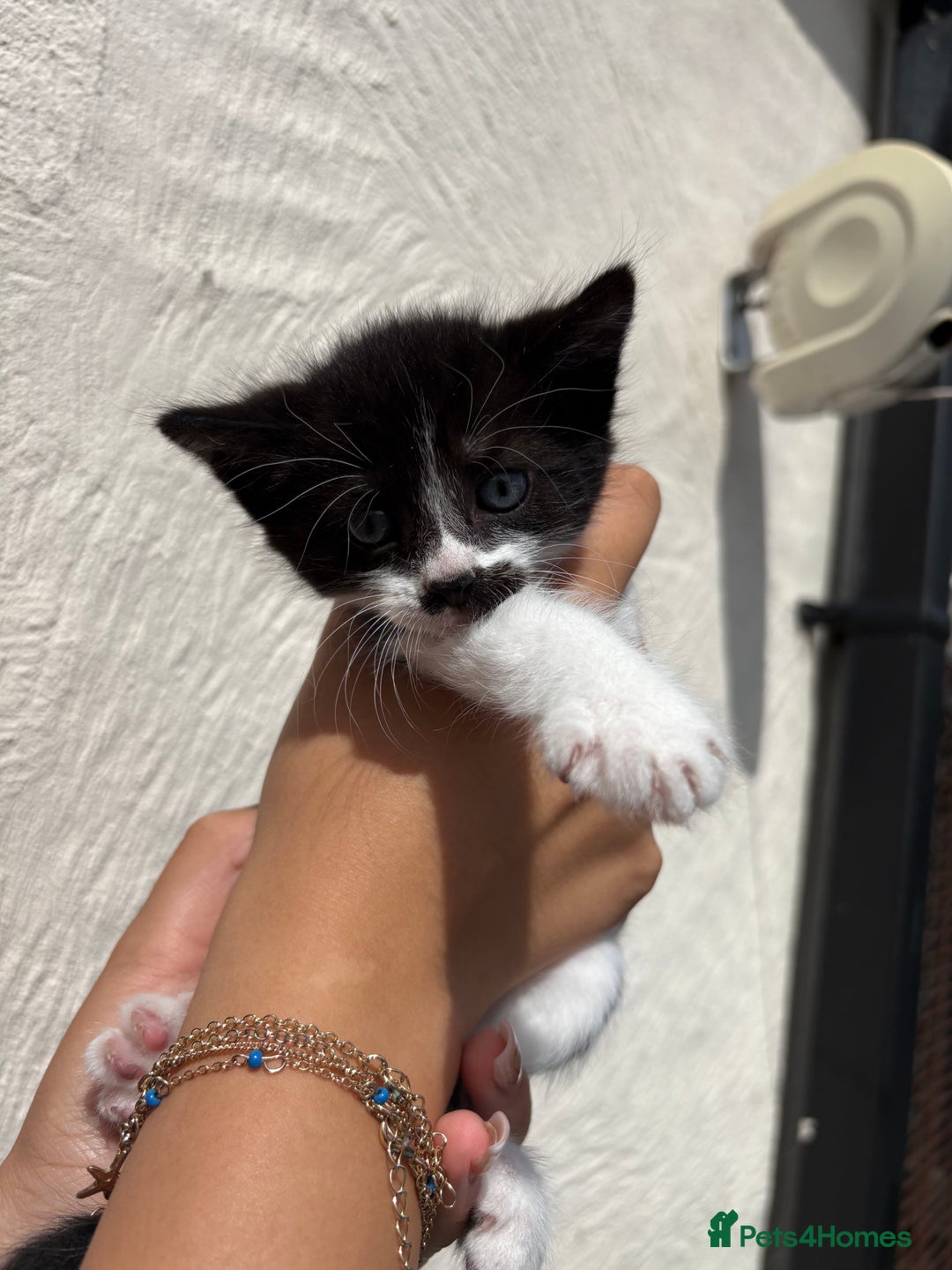 Mixed Breed cats for sale: 4 Kittens  - Image 17