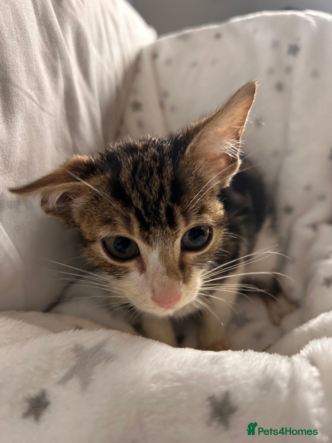 Bengal cats for sale: Bengal kittens ready now - Image 13