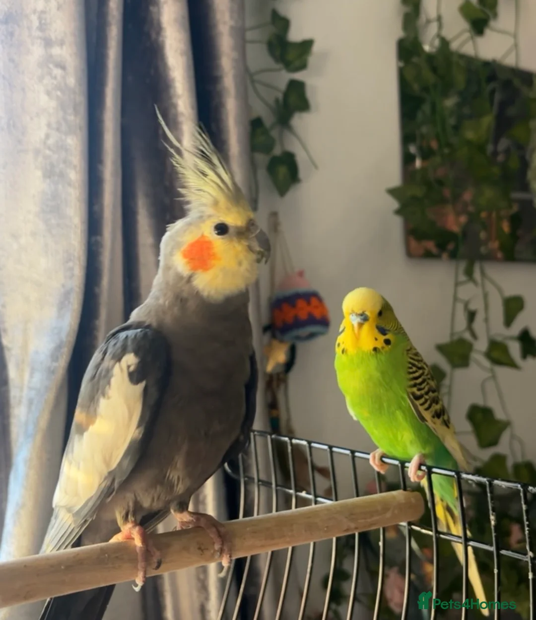 Cockatiels birds for sale: Cockatiel for sale in Brighton - Advert 2