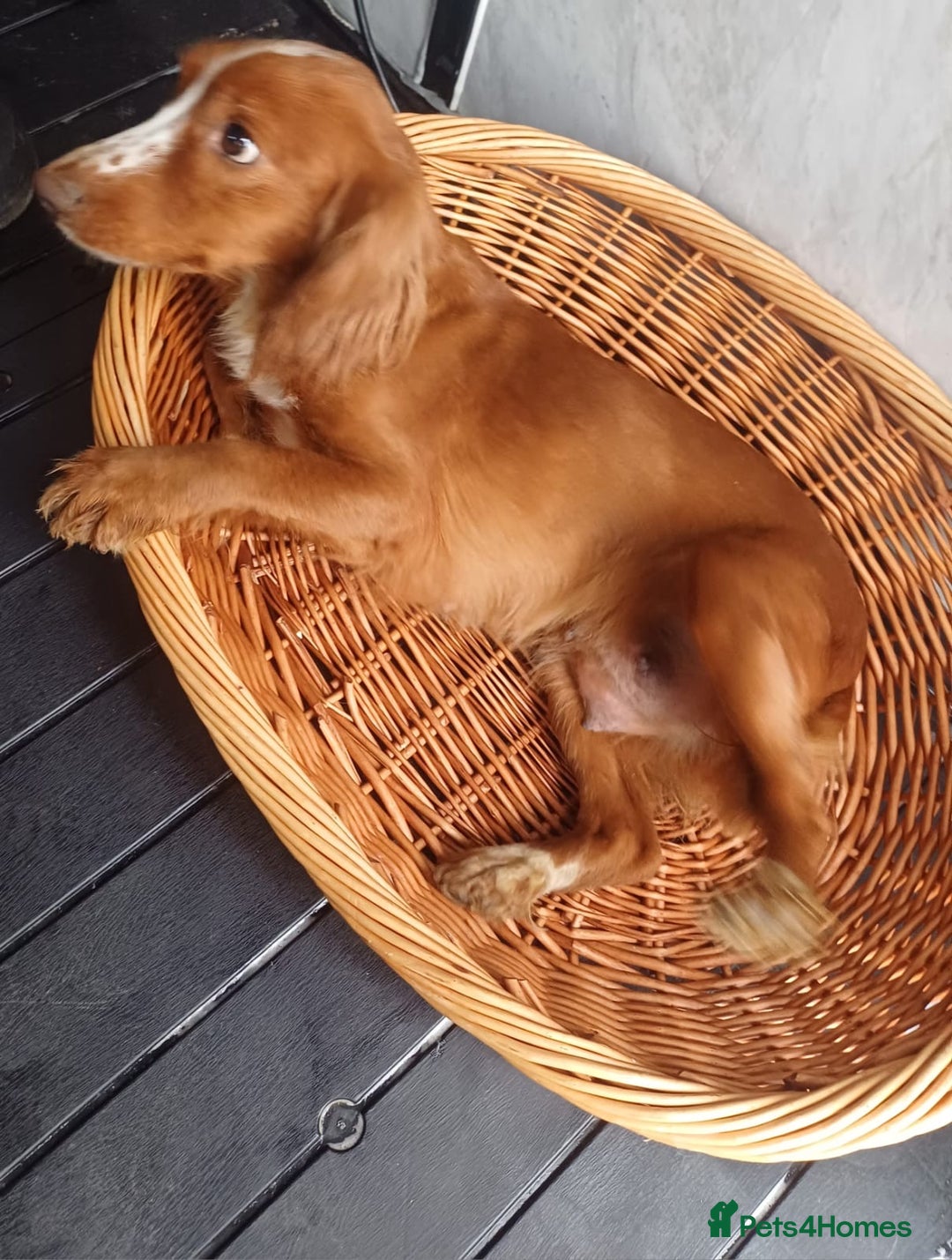 Cockapoo dogs for sale: Adorable Cockapoo’s - Image 18