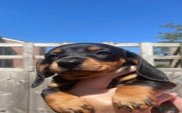 Miniature Dachshund dogs for sale: Beautiful Miniature Daschunds  - Image 31