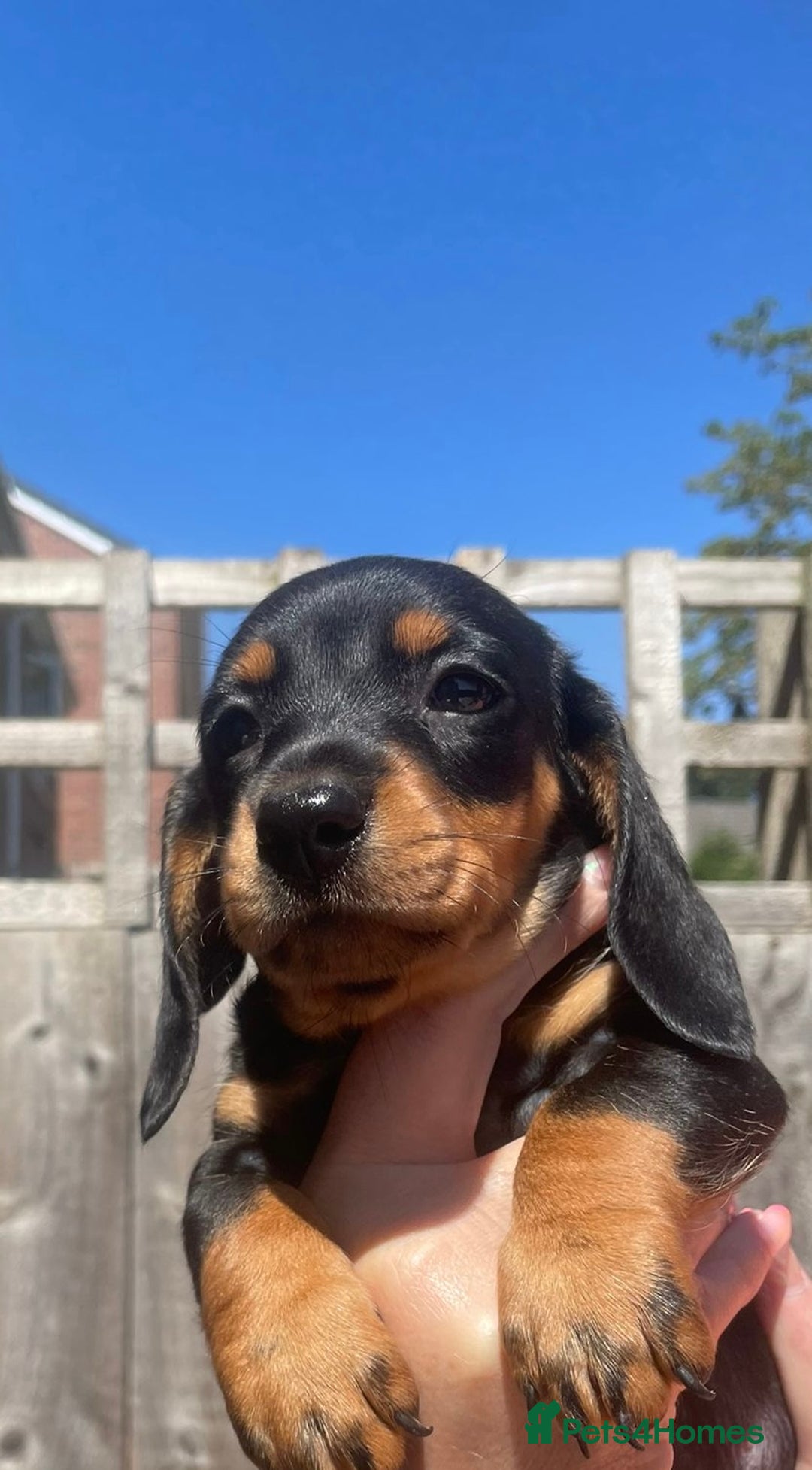 Miniature Dachshund dogs for sale: Beautiful Miniature Daschunds  - Image 31
