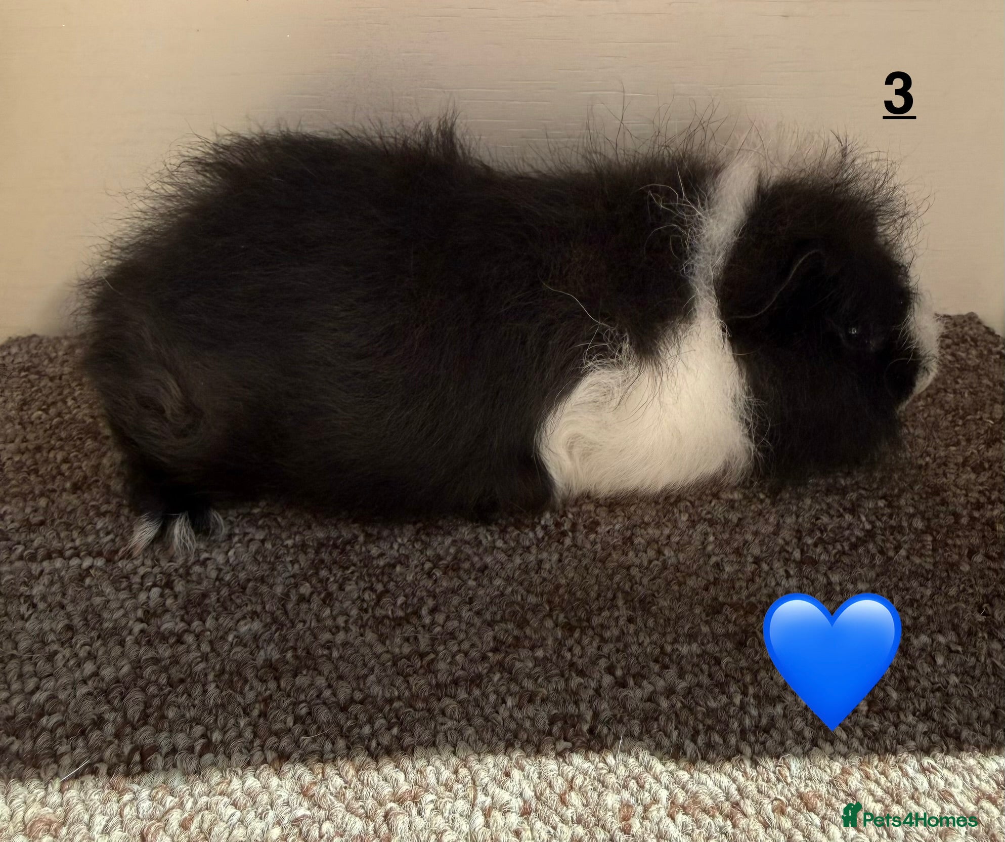 Guinea Pig rodents for sale: Swiss Boars - Advert 2
