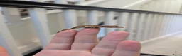 Gecko reptiles for sale: Lily White Phantom Crested Geckos  in Hook - Advert 5