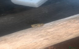 Frog reptiles for sale: Frog for sale  - Image 7