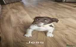 English Springer Spaniel dogs for sale: English KC Reg Springer Spaniels For Sale - Image 6