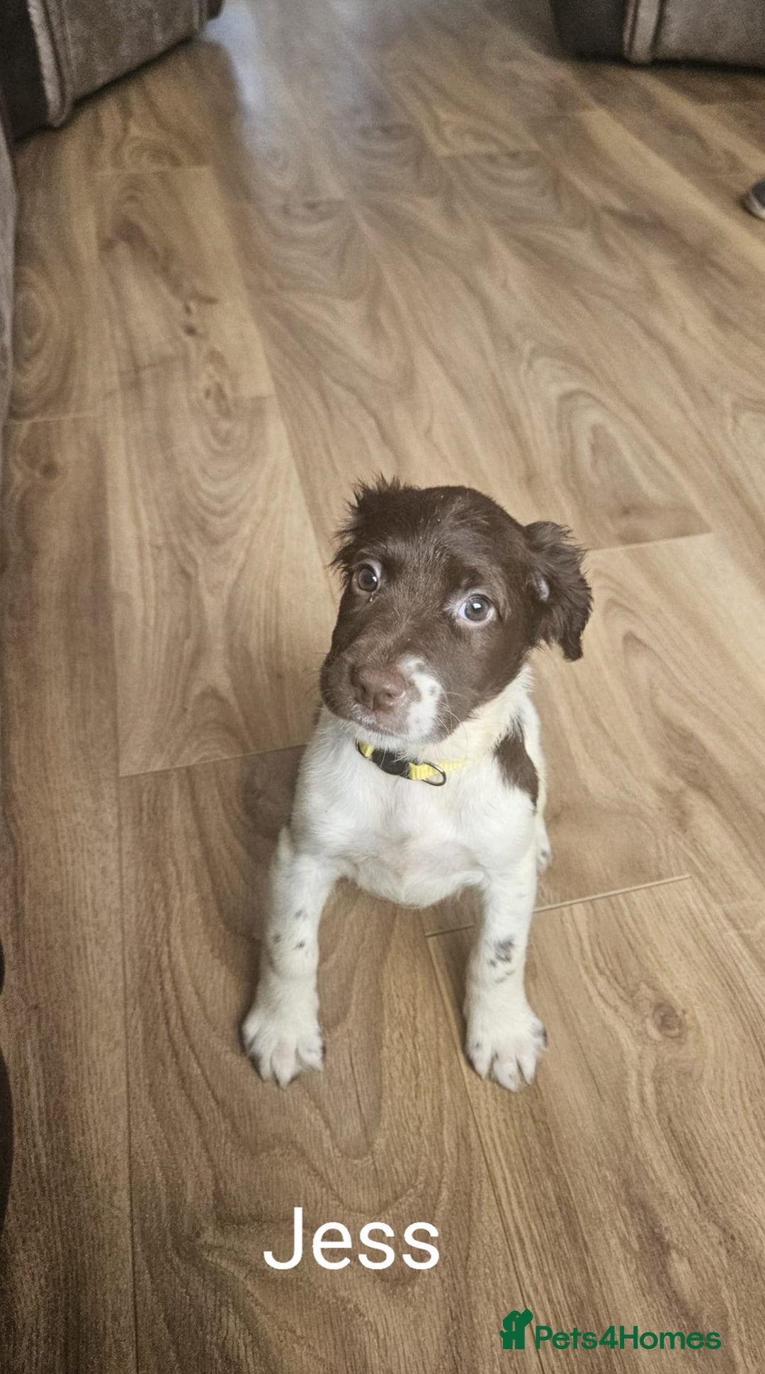 English Springer Spaniel dogs for sale: English KC Reg Springer Spaniels For Sale - Image 6
