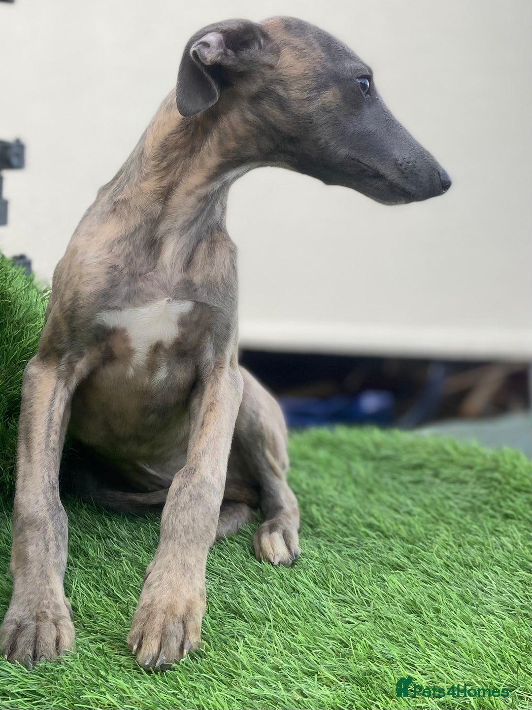 Whippet dogs for sale: Kc whippet pups  - Image 17