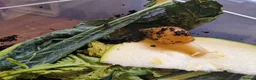 Snails invertebrates for sale: Giant Albino African Land Snail Babies  - Advert 10