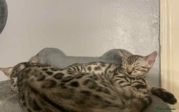 Bengal cats for sale: Silver bengals - Image 10