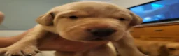 Labrador Retriever dogs for sale: Fox red Labrador puppies - Advert 13