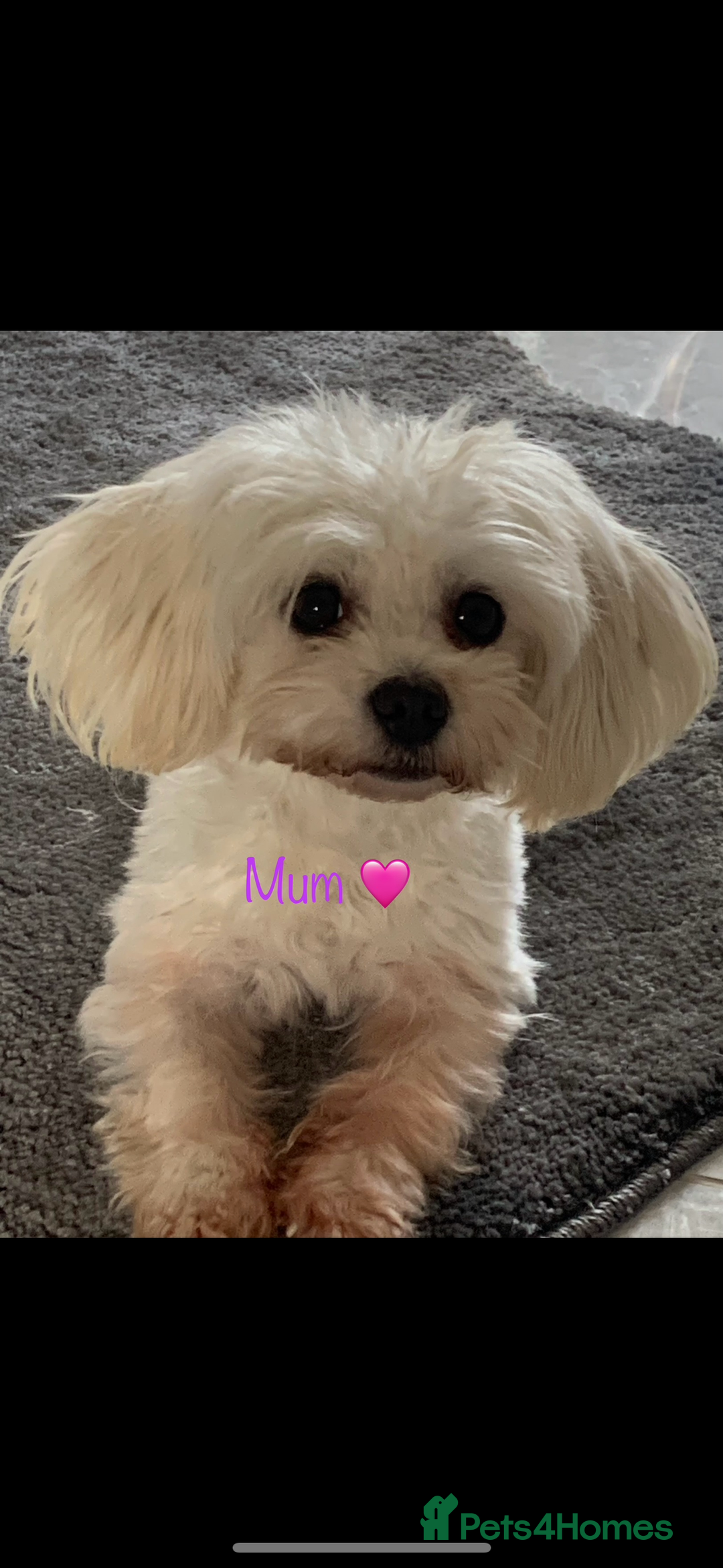 Maltipoo dogs for sale: 🐾Maltipoo puppy’s 🐾  - Image 8