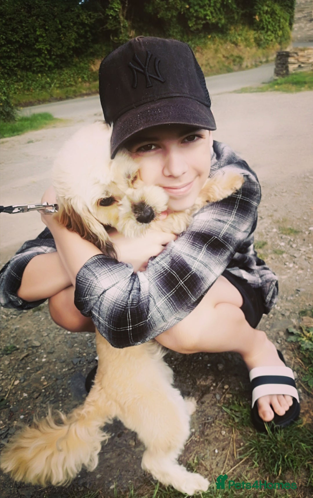 Cavapoo dogs for sale: Toy Cavapoo puppies - Image 32