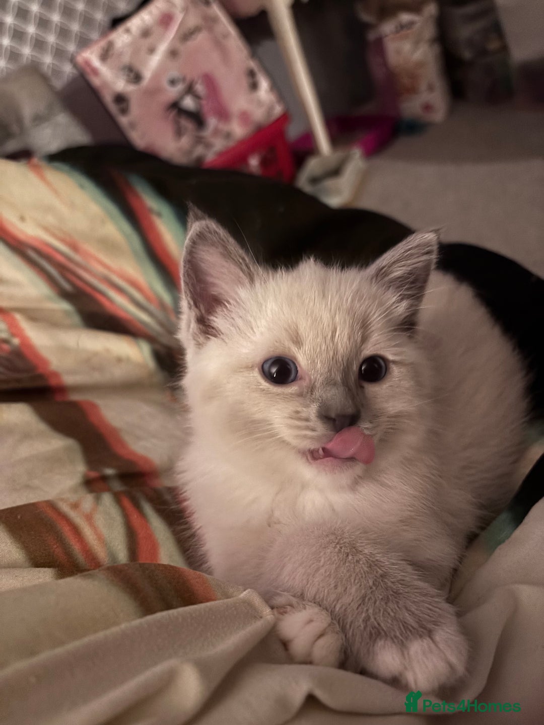 Ragdoll cats for sale: Ragdoll x BSH - Ready now - Image 2