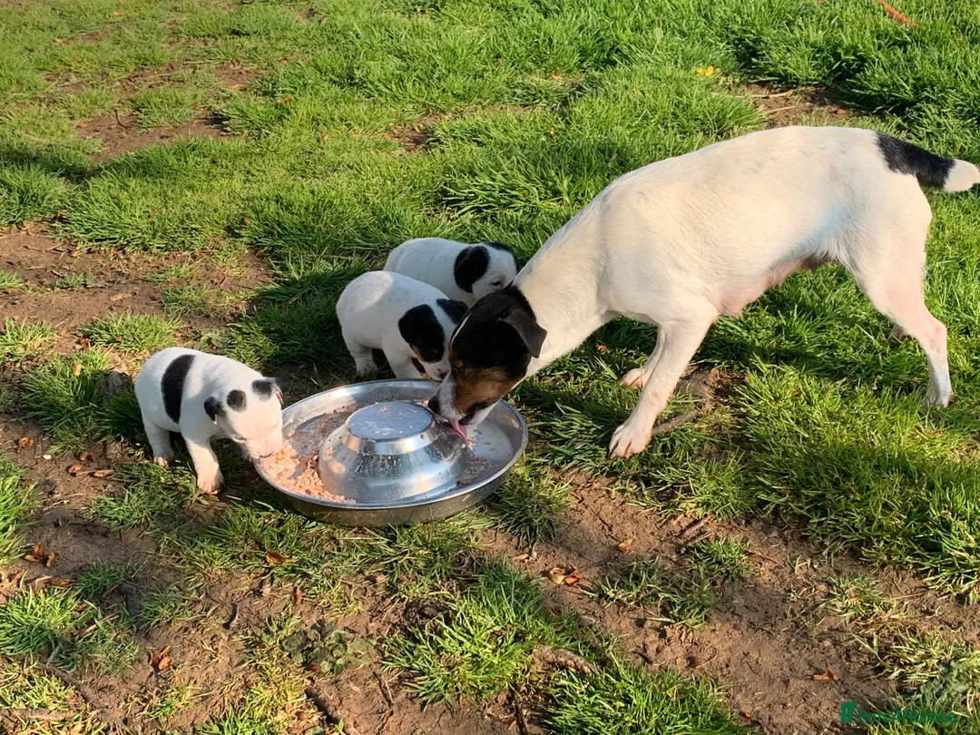 Jack Russell dogs for sale: Jack Russell Dog pup - Advert 2
