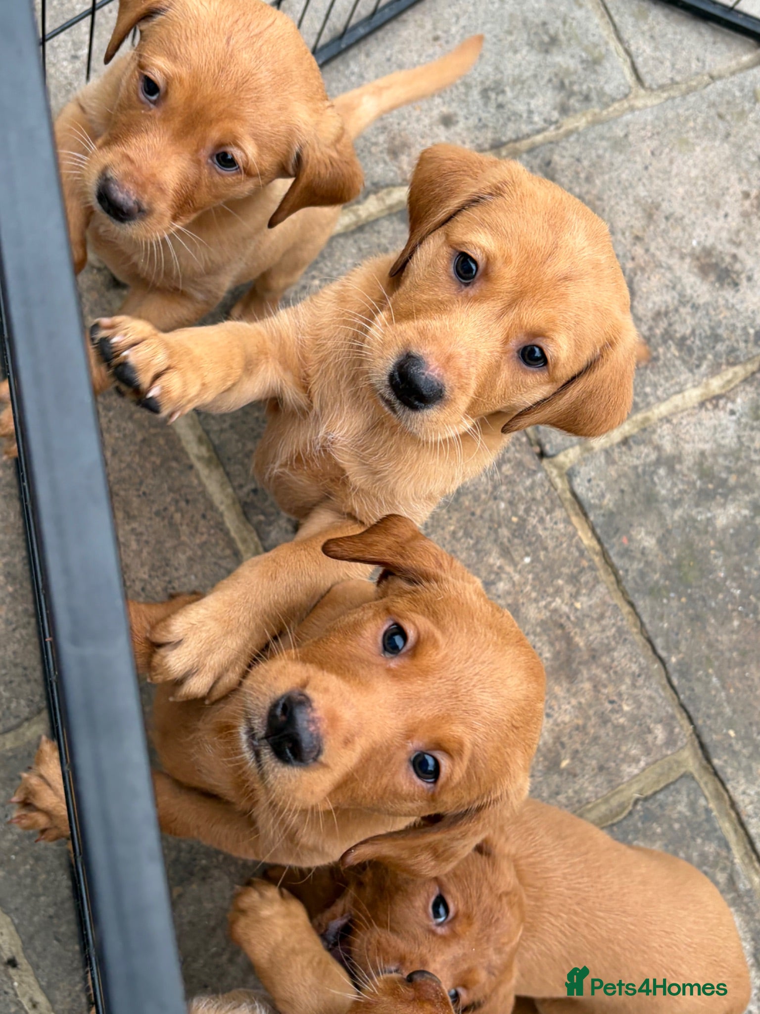 Labrador Retriever dogs KC registered fox red working line Labradors - Advert 1