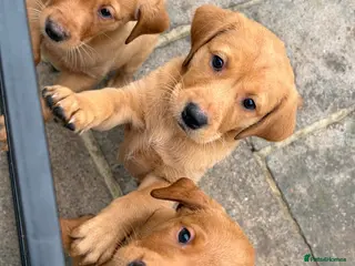 Labrador Retriever dogs Dark Fox Red Working Labrador Pups – KC Registered - Advert 1