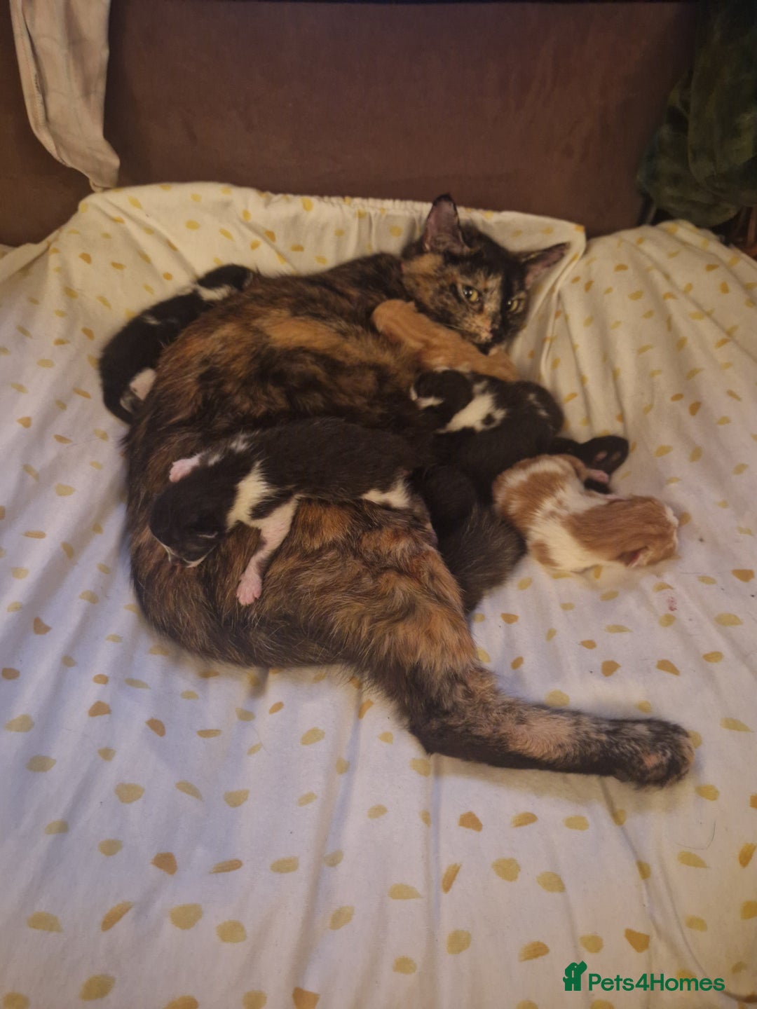 British Shorthair cats for sale: two male tuxedo kittens  - Image 3