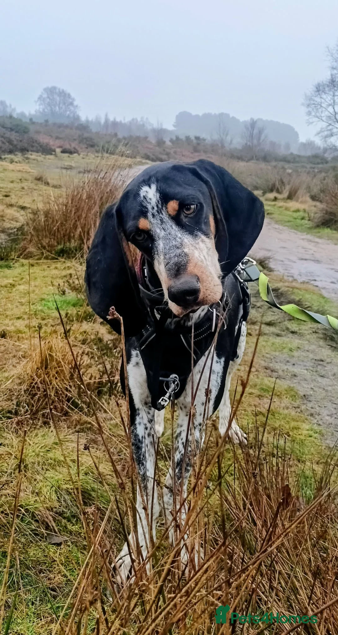 Mixed Breed dogs for adoption: Rocky Bluetick Coonhound  - Advert 5