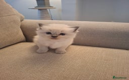 Ragdoll cats for sale: 🩵Blue Point KITTENS for sale!🩵 - Image 17