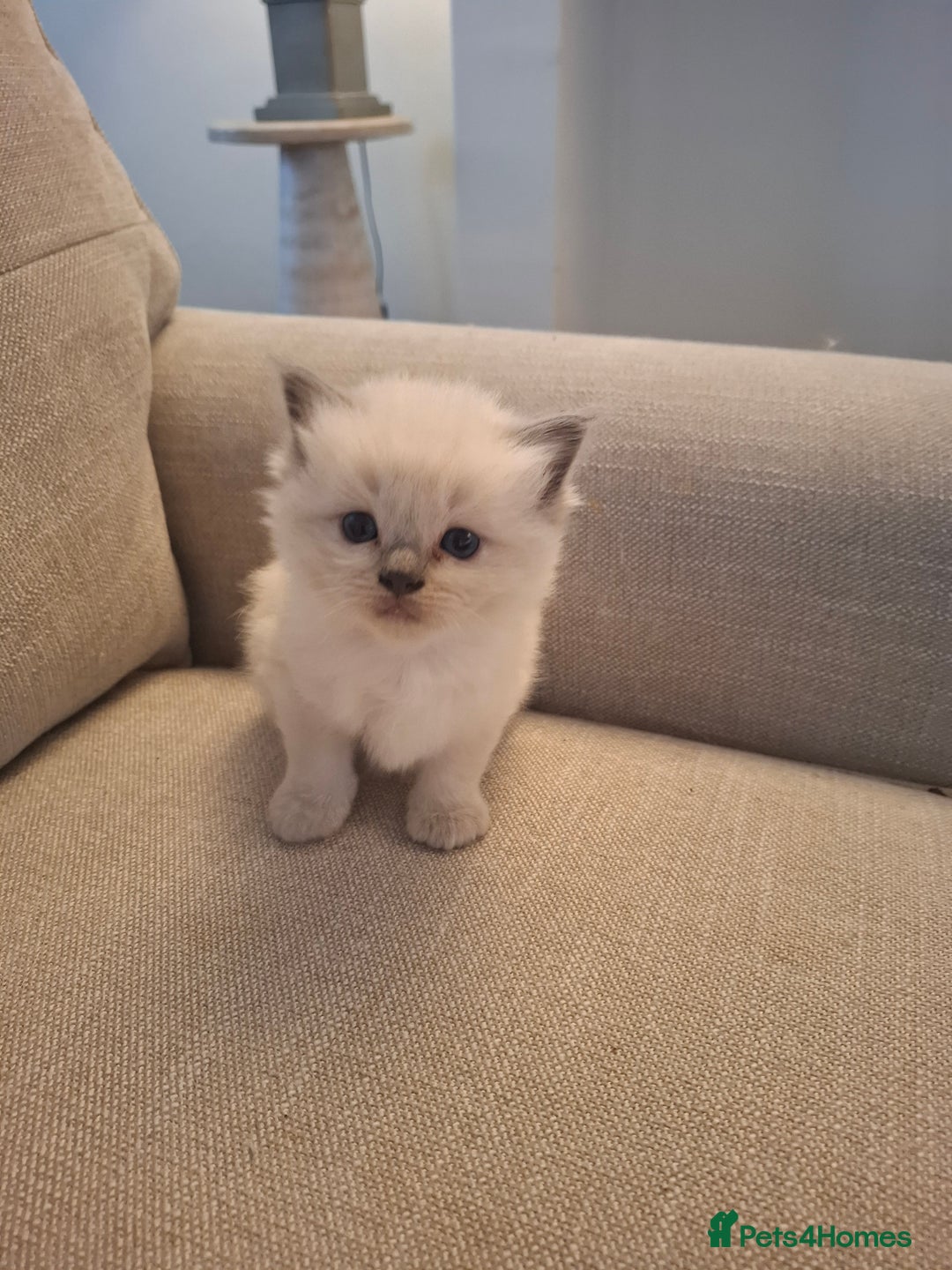 Ragdoll cats for sale: 🩵Blue Point KITTENS for sale!🩵 - Image 17