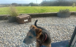 Lakeland Terrier dogs for sale: 5 months Lakeland Terrier girl pup Lottie - Image 3