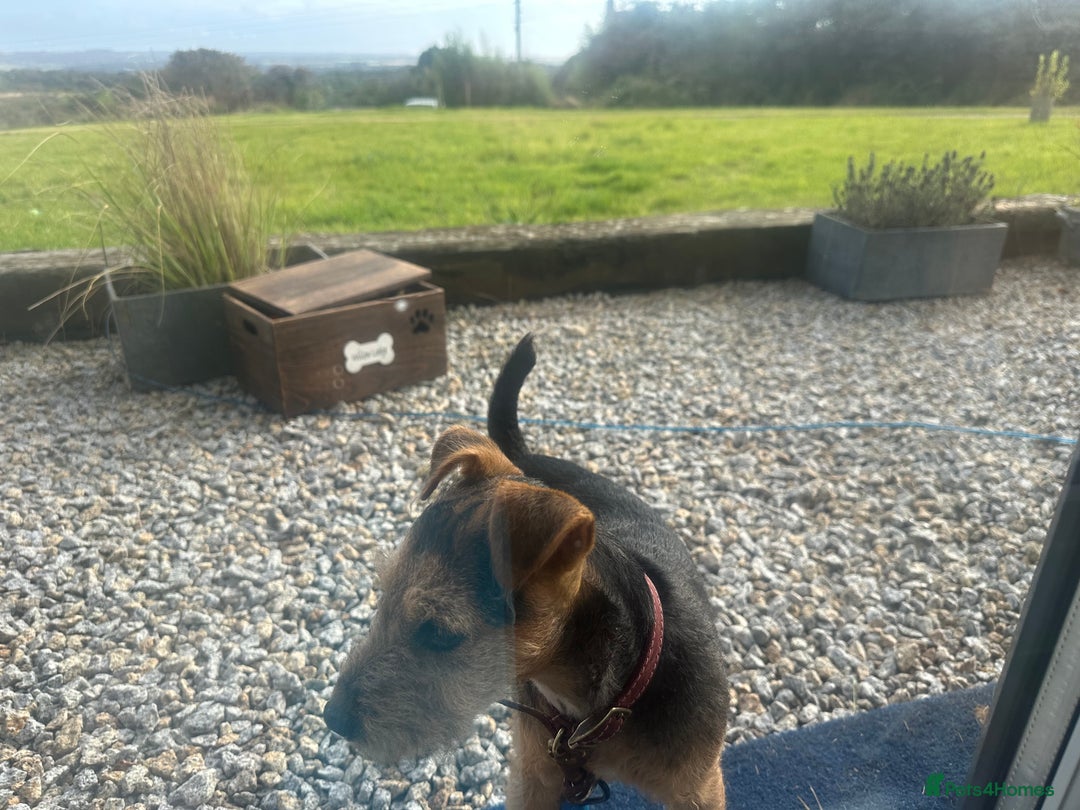 Lakeland Terrier dogs for sale: 5 months Lakeland Terrier girl pup Lottie - Image 3