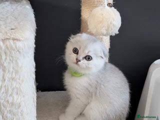 Scottish Fold cats 😻Scottish fold kittens😻 - Advert 1