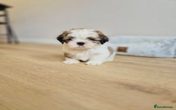 Shih Tzu dogs for sale: Shihtzu  - Image 5