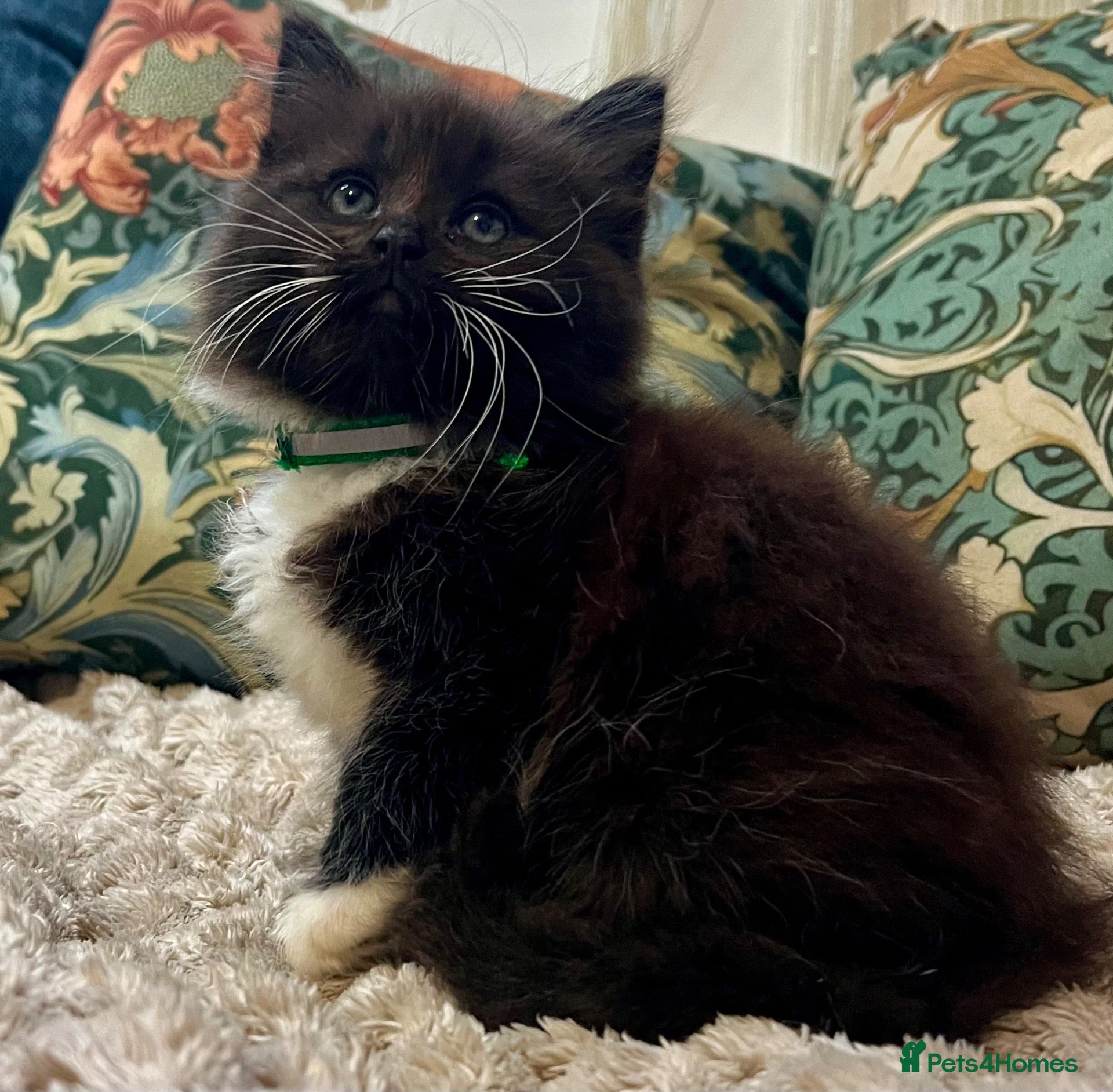 Mixed Breed cats for sale: 5 Fluffy Ragdoll x Kittens 3Boys&2 Girls left🐾 - Advert 2