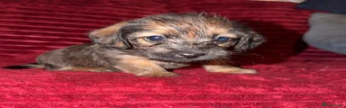 Mixed Breed 3