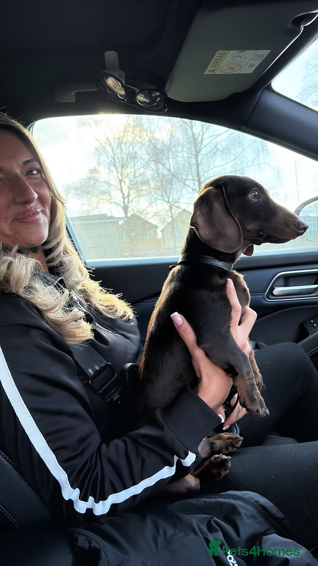 Miniature Dachshund dogs for stud: Mini Dachshund PROVEN LITTERS!  in Woking - Image 6