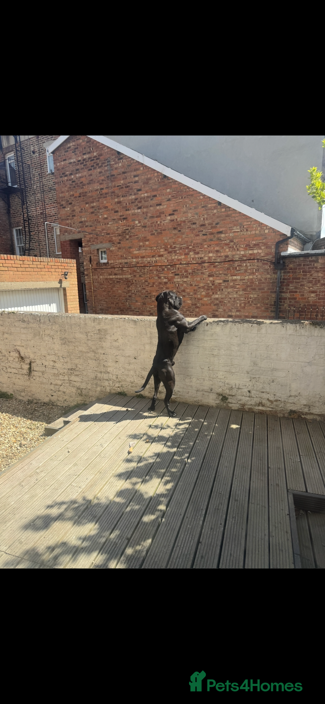 Cane Corso dogs for sale: Cane Corso - Advert 6