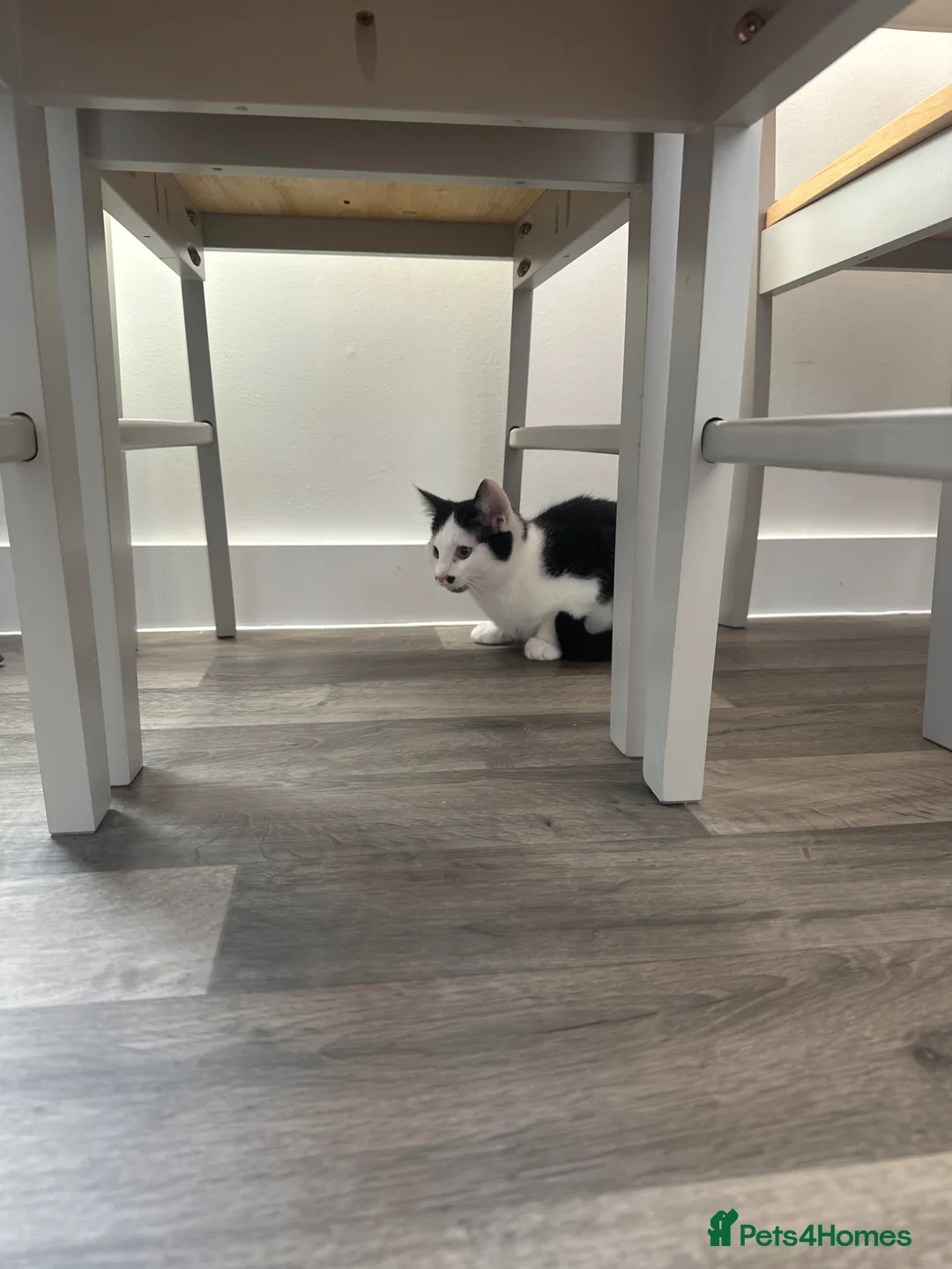 Mixed Breed cats for sale: Kitten - Advert 4