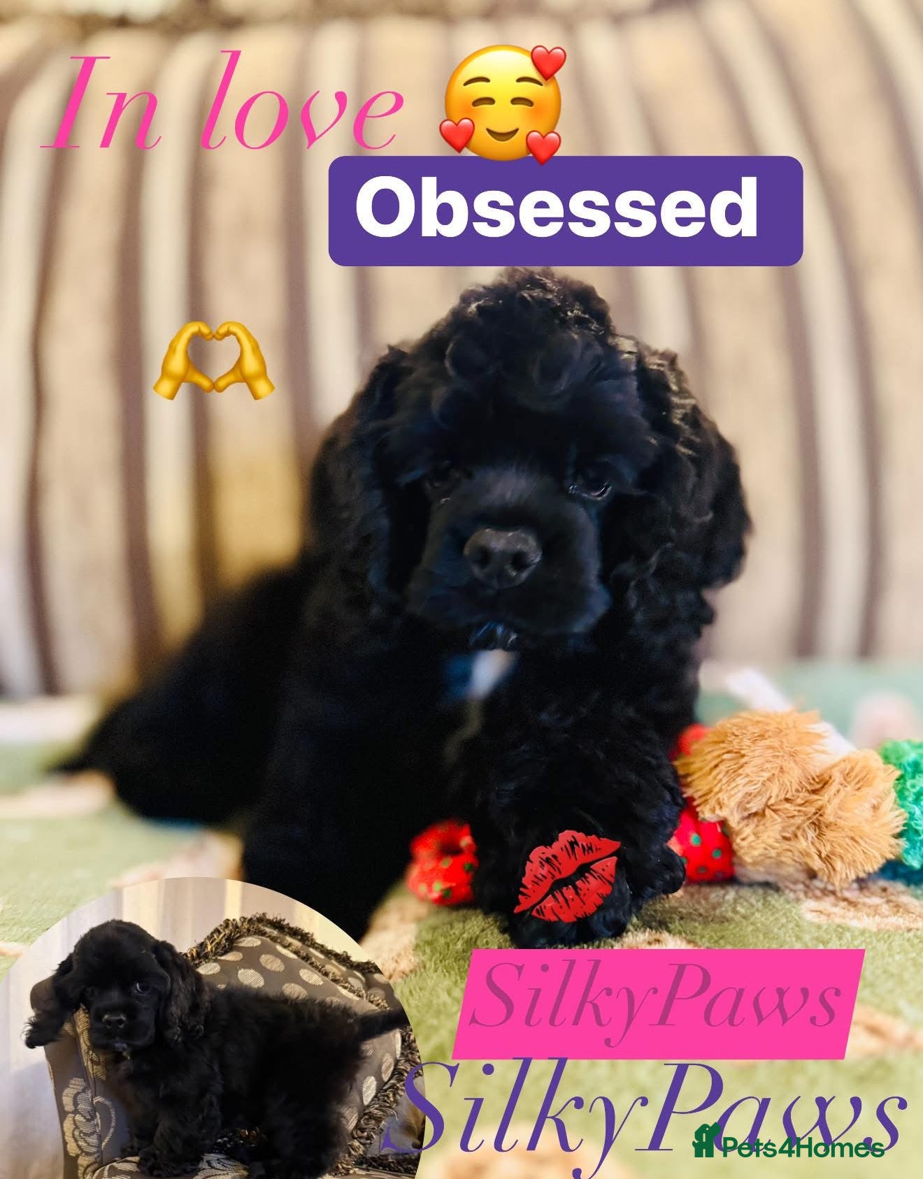 American Cocker Spaniel dogs Stunning KC American Cocker Spaniel  - Advert 1