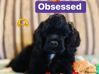 American Cocker Spaniel dogs Stunning KC American Cocker Spaniel - Advert 2