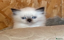 Siberian cats for sale: Adorable Neva Siberian  - Image 5