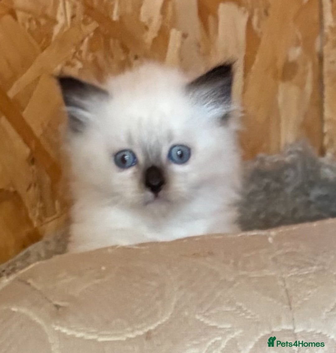 Siberian cats for sale: Adorable Neva Siberian  - Image 5