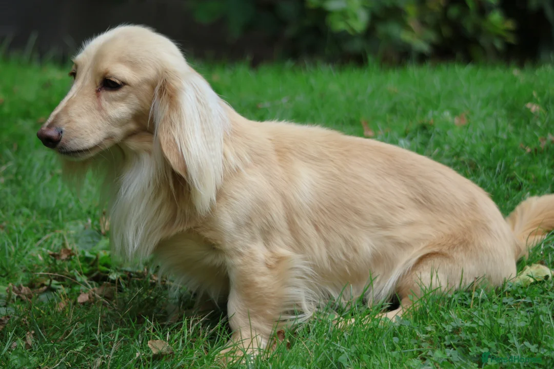 Miniature Dachshund dogs for stud: Long Haired Cream, no dilute, Pra Clear, Kc Regg - Advert 14
