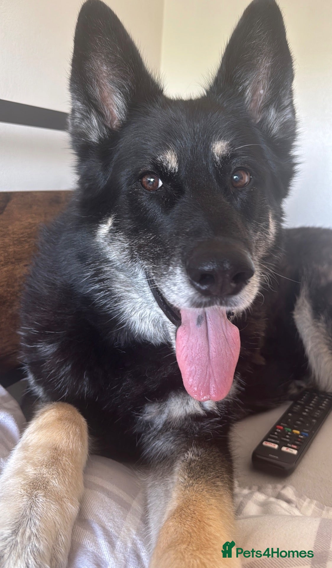German Shepherd dogs 9 Year Old German Shepard - Advert 17