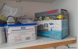 Cichlids fish for sale: Fish task - Image 7
