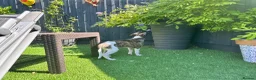 Whippet dogs for sale: Beautiful whippet puppy  - Advert 11