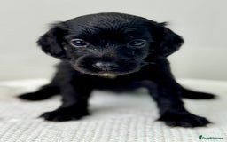 Cockapoo dogs for sale: ONLY 3 RED/WHITE COCKAPOO PUPPIES LEFT - Image 10