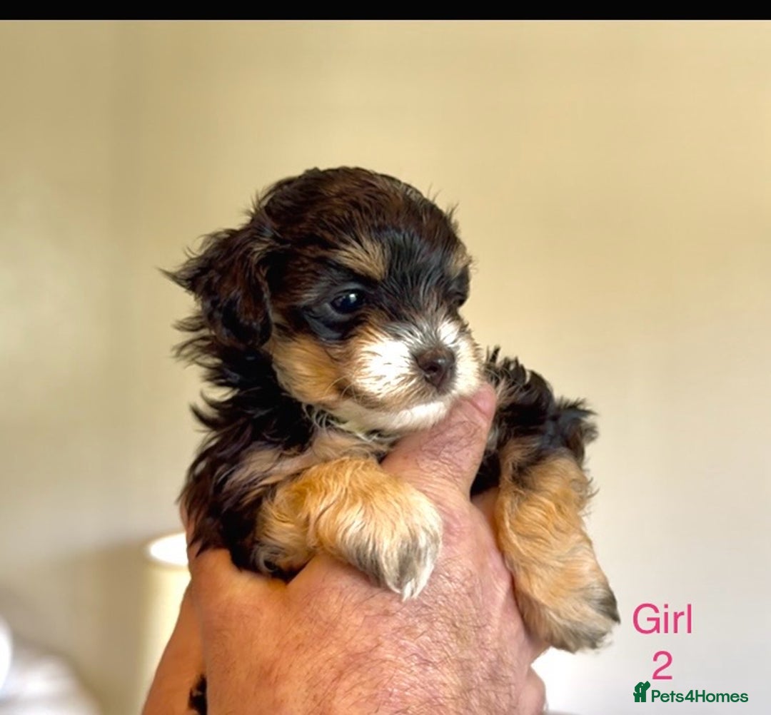 Maltipoo dogs for sale: Exquisitely Adorable Toy Maltipoo Puppies  - Image 13