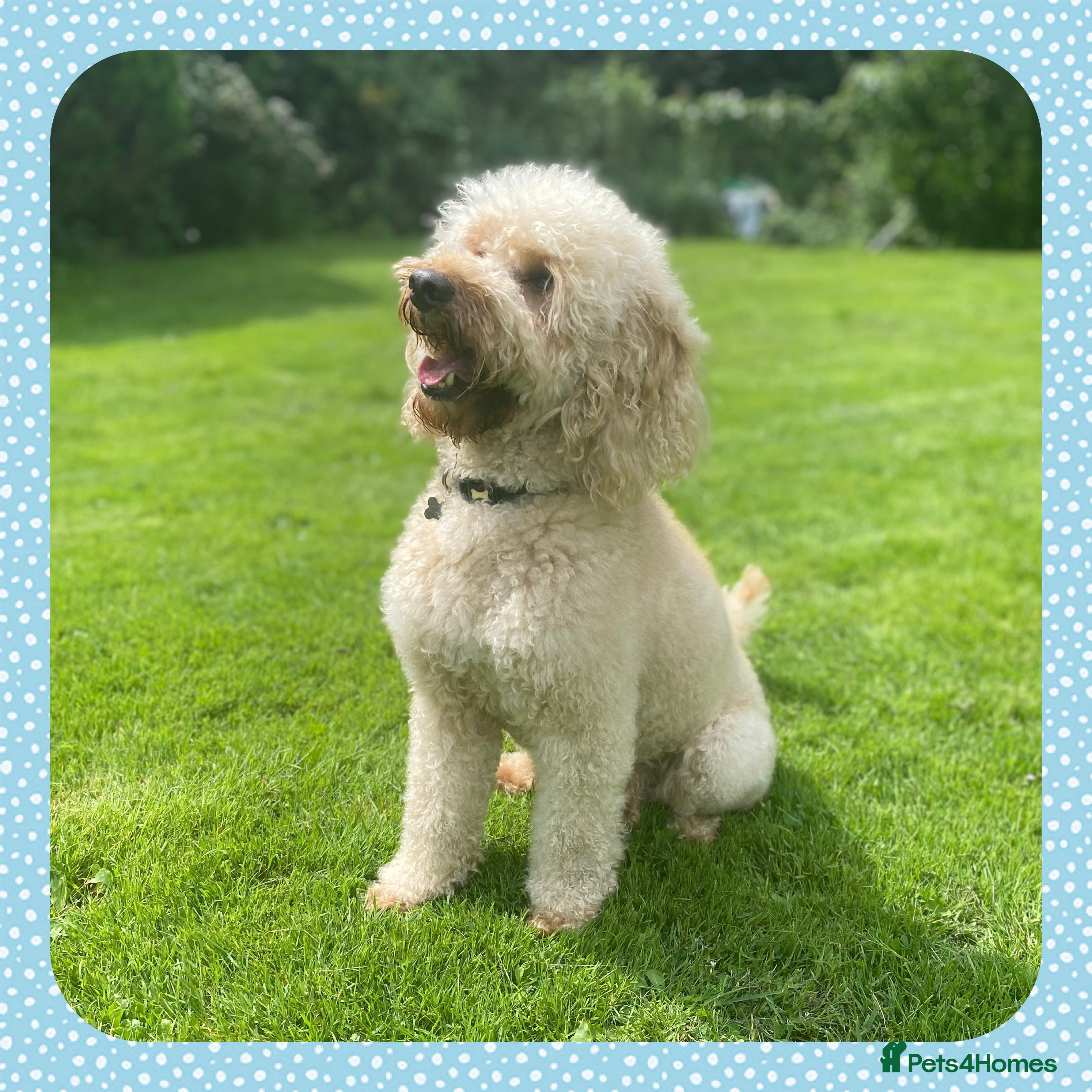 Miniature Poodle dogs KC Apricot Miniature Poodle STUD in Christchurch - Advert 11