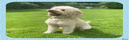 Miniature Poodle dogs for stud: KC Apricot Miniature Poodle STUD in Christchurch - Advert 1