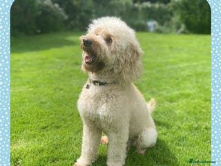 Miniature Poodle dogs KC Apricot Miniature Poodle STUD in Christchurch - Advert 19