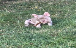 French Bulldog dogs for sale: 11 weeks old Isabella & tan carries fluffy RFG  - Image 22