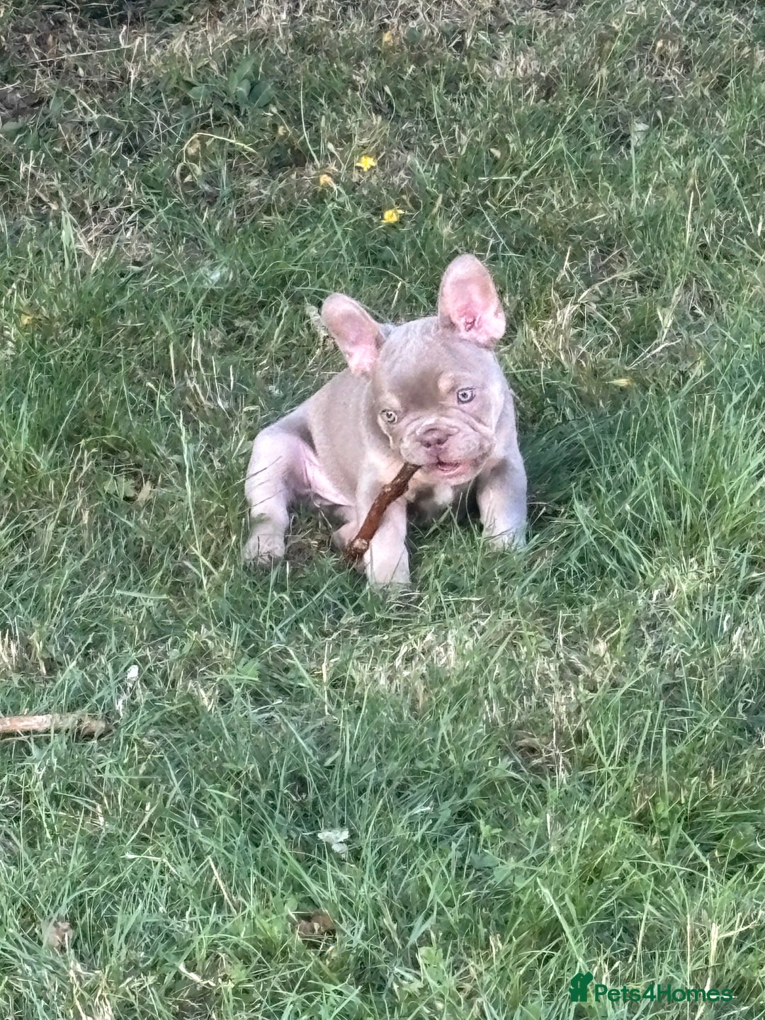 French Bulldog dogs for sale: 11 weeks old Isabella & tan carries fluffy RFG  - Image 22