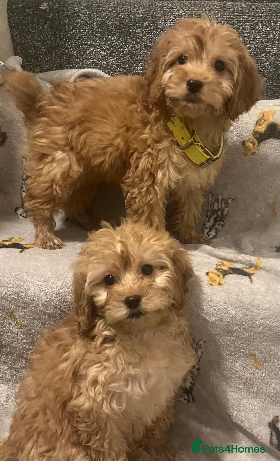 Cockapoo dogs for sale: Cockapoo puppies - Advert 9